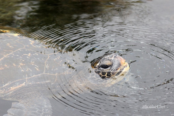 Suppenschildkröte (Chelonia mydas)